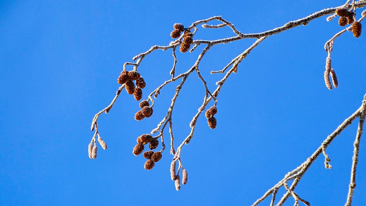 Ольховые шишки. - Милешкин Владимир Алексеевич 
