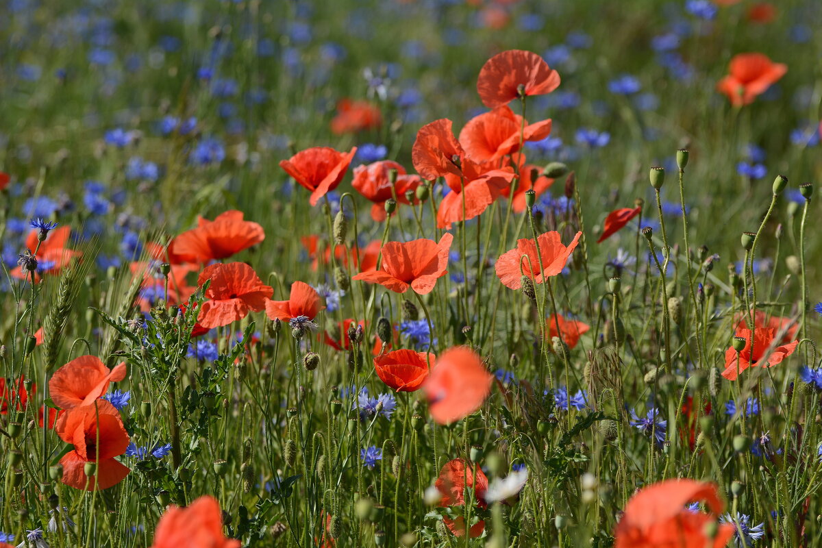 Воспоминания о прошедшем .... - Sergey (Apg)