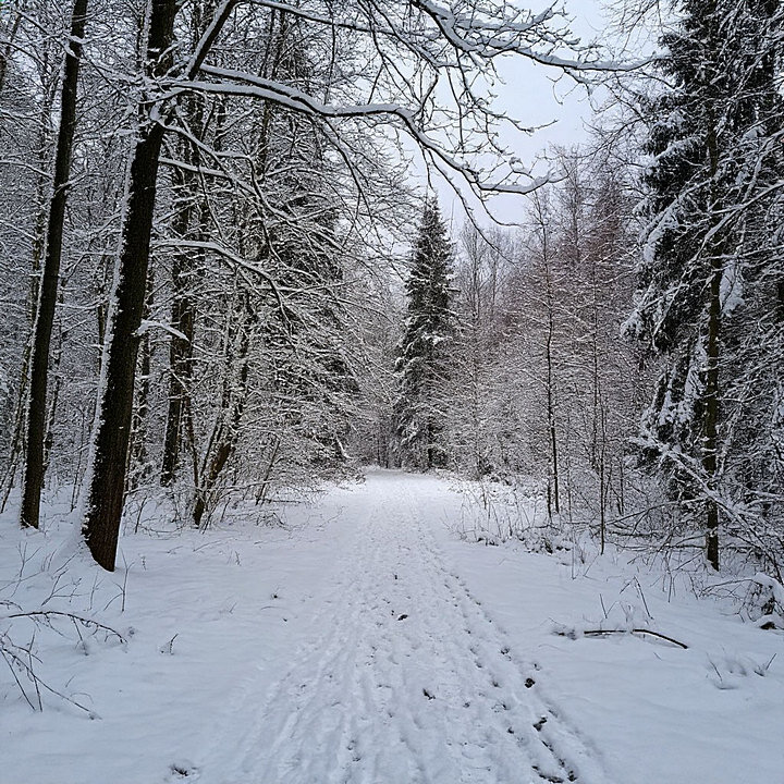 февраль. конец зимы. - Mila 