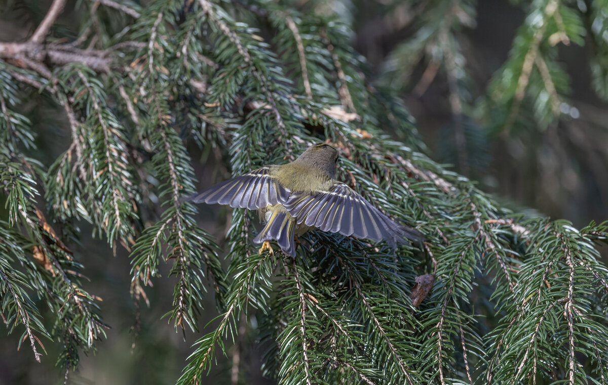 желтоголовый королек - юрий макаров желтоголовый королек - юрий макаров