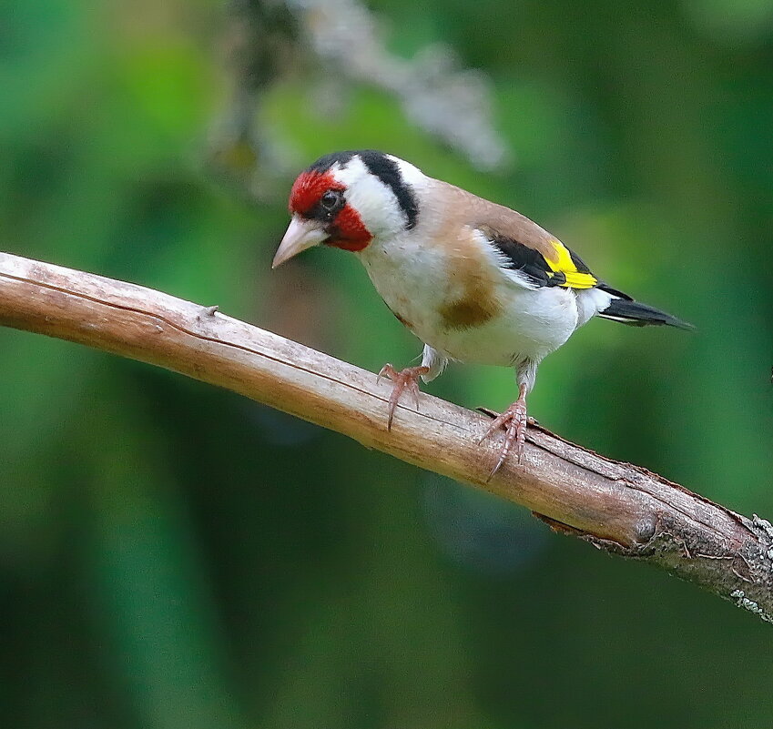 про щегла - Andrey Bragin 
