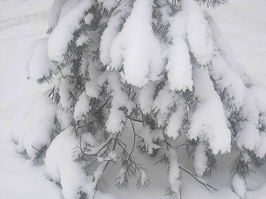 Зимнее - Елена Семигина