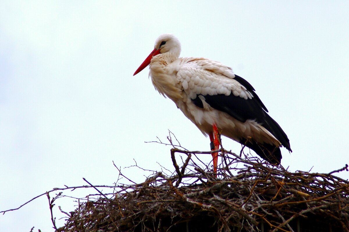 Ах, здравствуй, аист, - Юрий. Шмаков