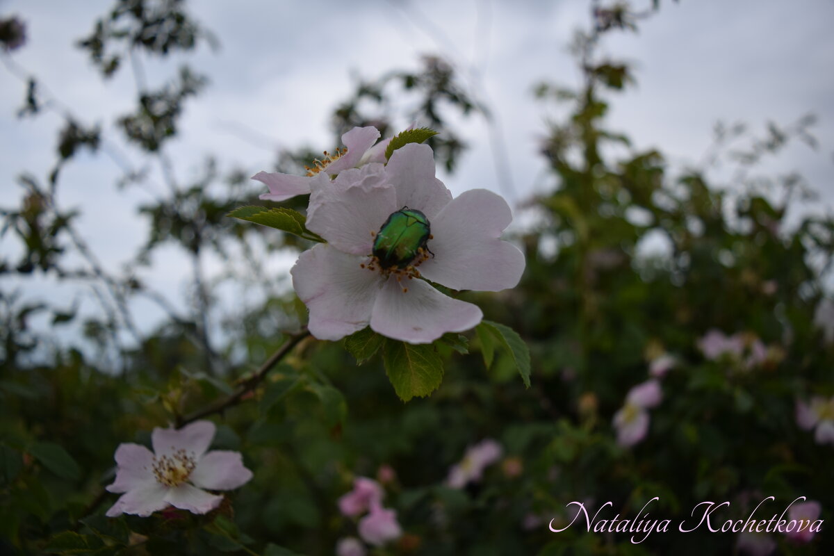 Природа Крыма - Amazing Cosmea