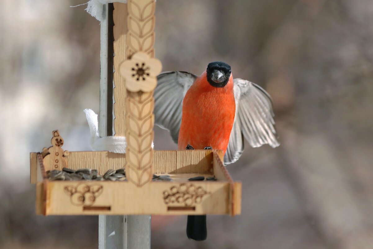 Здрасьте, вот и я. - Татьяна Бравая