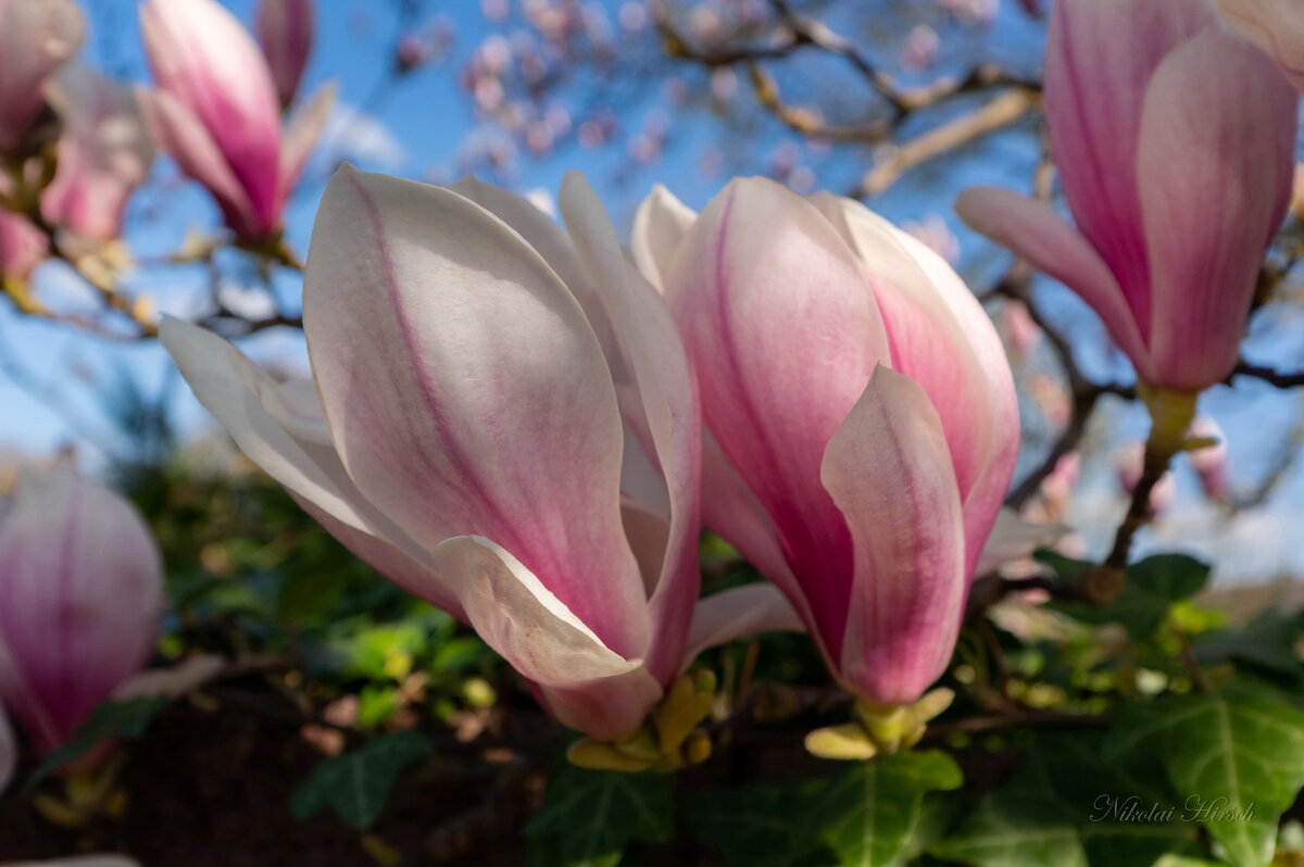 Весна идёт... - Николай Гирш