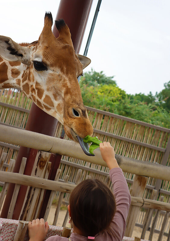 Зелёное лакомство - Галина Ильясова