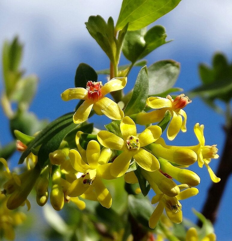 Цветение серебристой смородины - Наталья ***