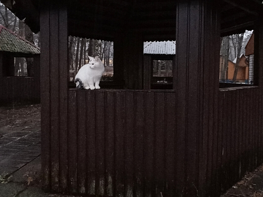Дежурный наблюдатель по санаторию. - Лилия *