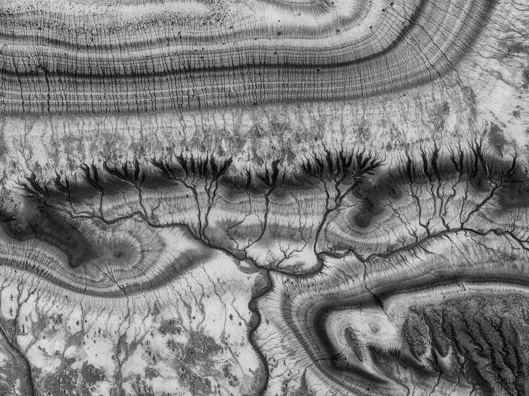 Древо жизни ч/б - Дмитрий Шишкин Древо жизни ч/б - Дмитрий Шишкин