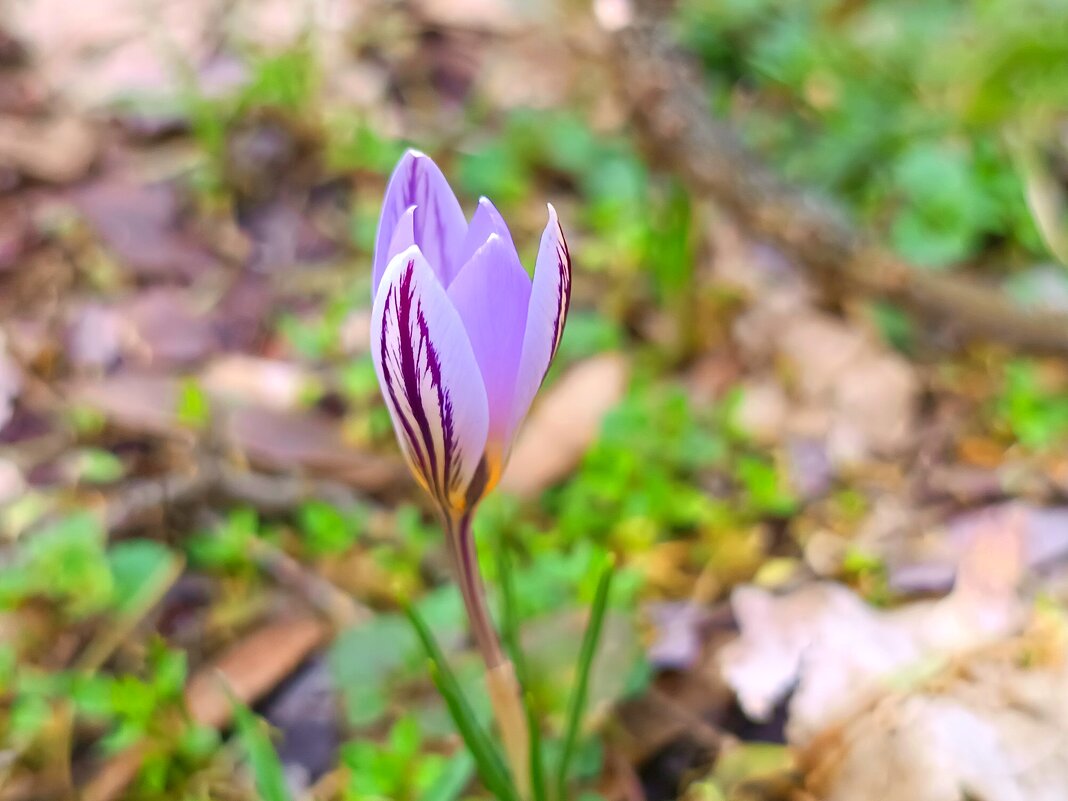 Шафран лесной весна - Слава Коломойцев Шафран лесной весна - Слава Коломойцев