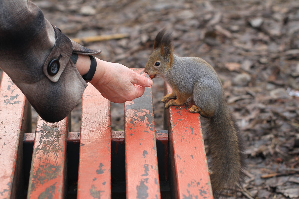 Угощенье для белочки - Ninell Nikitina Угощенье для белочки - Ninell Nikitina