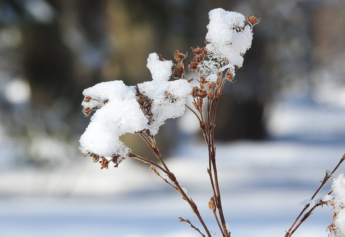 последние дни зимы - ИННА ПОРОХОВА последние дни зимы - ИННА ПОРОХОВА