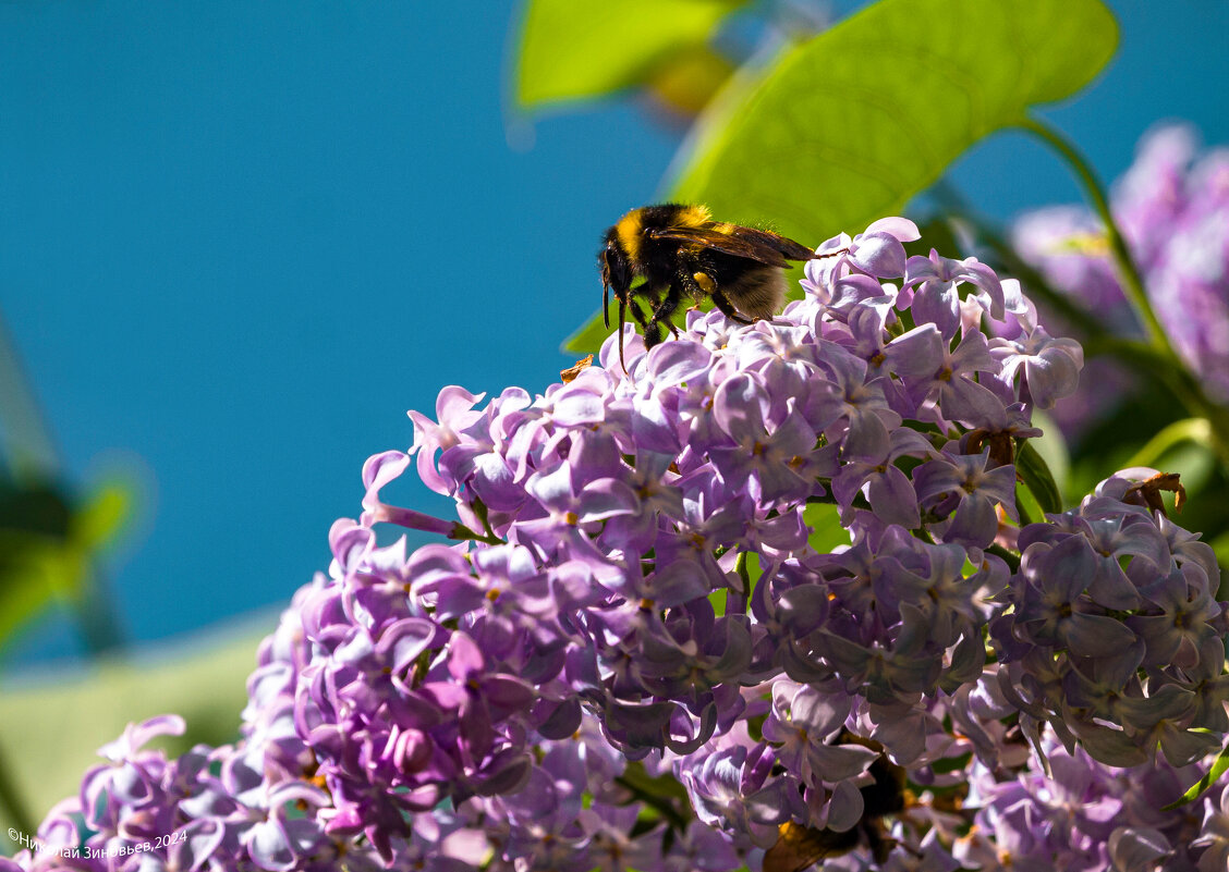 Гроздья сирени обыкновенной. Для севера - еще одно чудо, у нас в Ухте цветет в конце июня - Николай Зиновьев