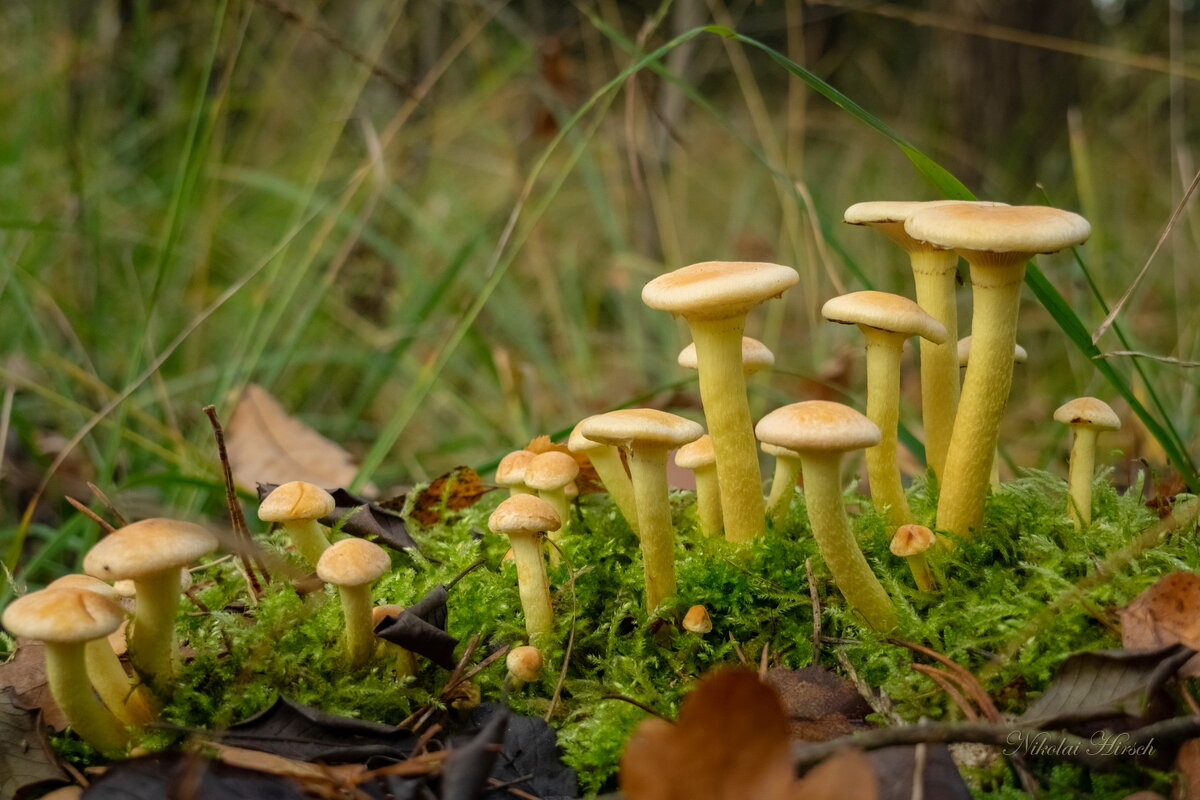 Октябрьский выход... - Николай Гирш
