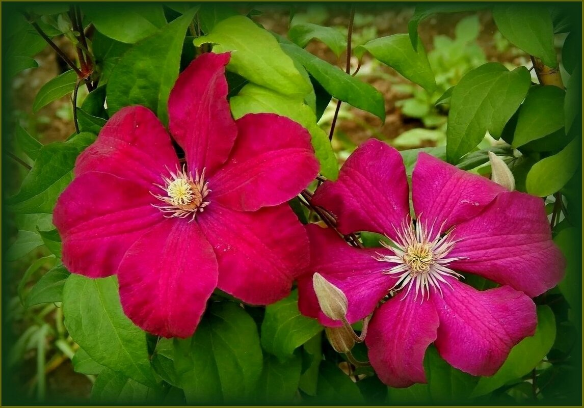 Клематисы - Валентина Надсон