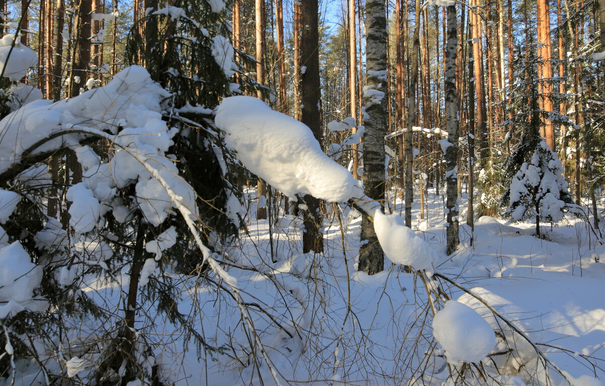 Каа - Александр Алексеенко