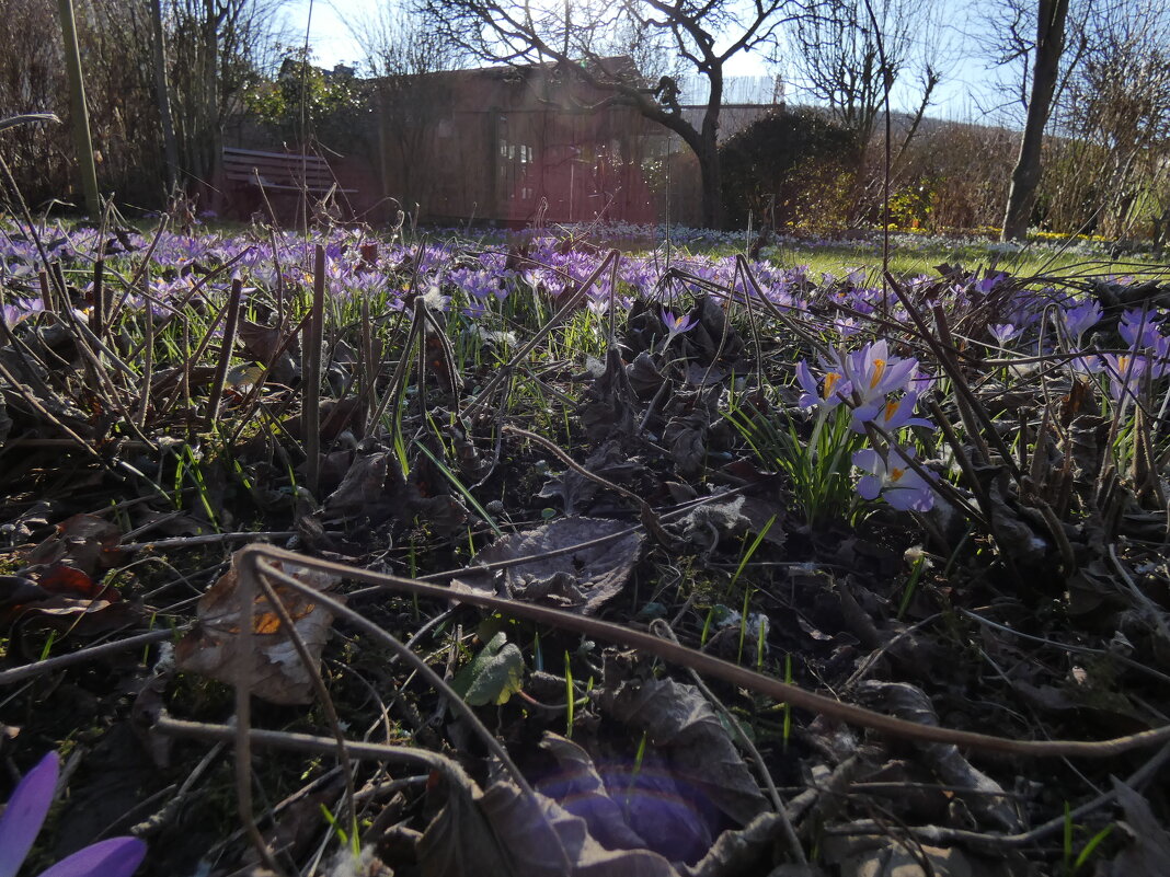 весенние цвета - Heinz Thorns