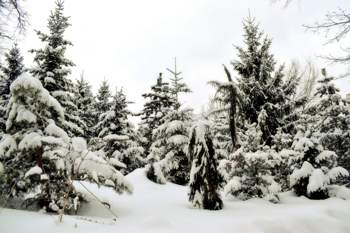 Зима в Аптекарском огороде. - Татьяна Помогалова Зима в Аптекарском огороде. - Татьяна Помогалова