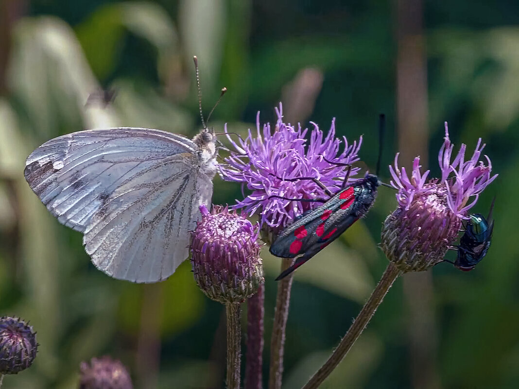 Бабочки капустница и репейница - Aleksey Afonin