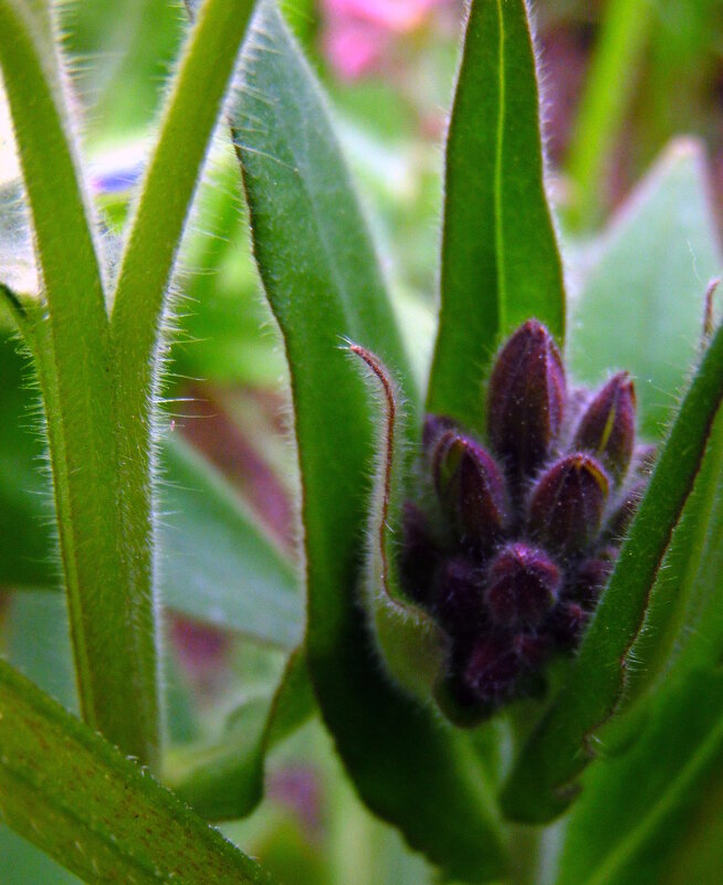 Бутоны медуницы. - nadyasilyuk Вознюк Бутоны медуницы. - nadyasilyuk Вознюк