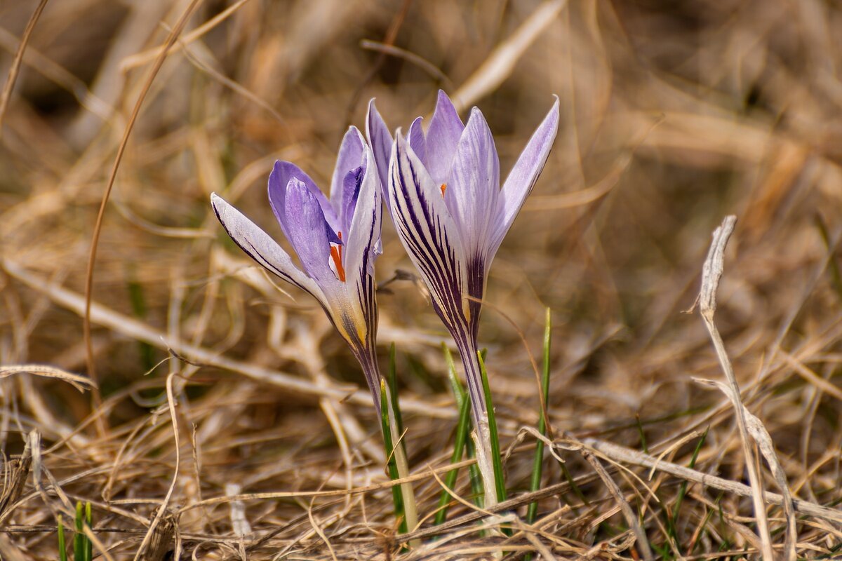 Крокусы - Игорь Сикорский