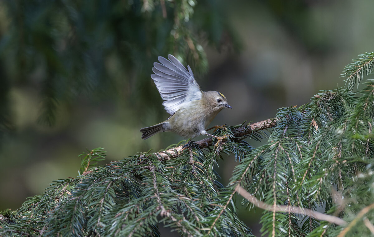 желтоголовый королек - юрий макаров