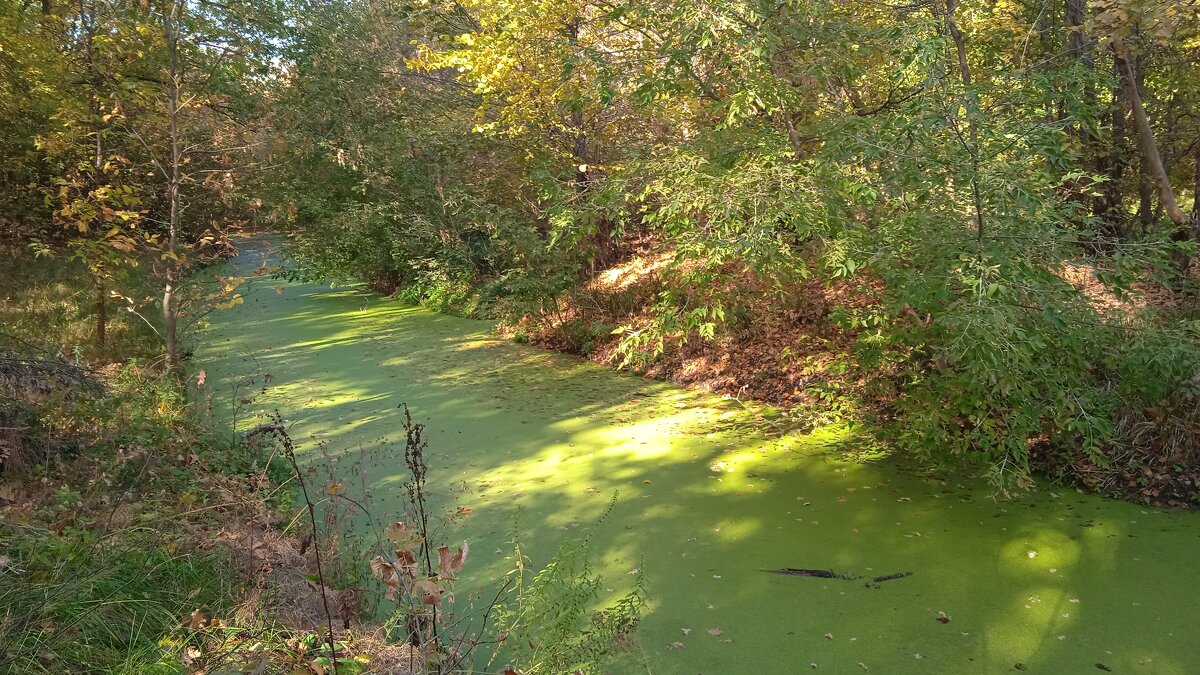 солнечные зайчики и зелёная река - Елена Шаламова