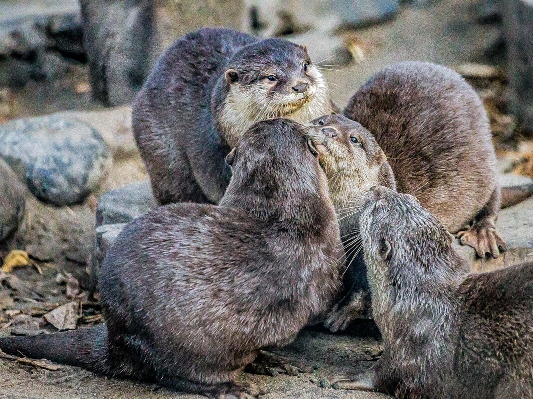 выдры - Аркадий Лаптенко выдры - Аркадий Лаптенко