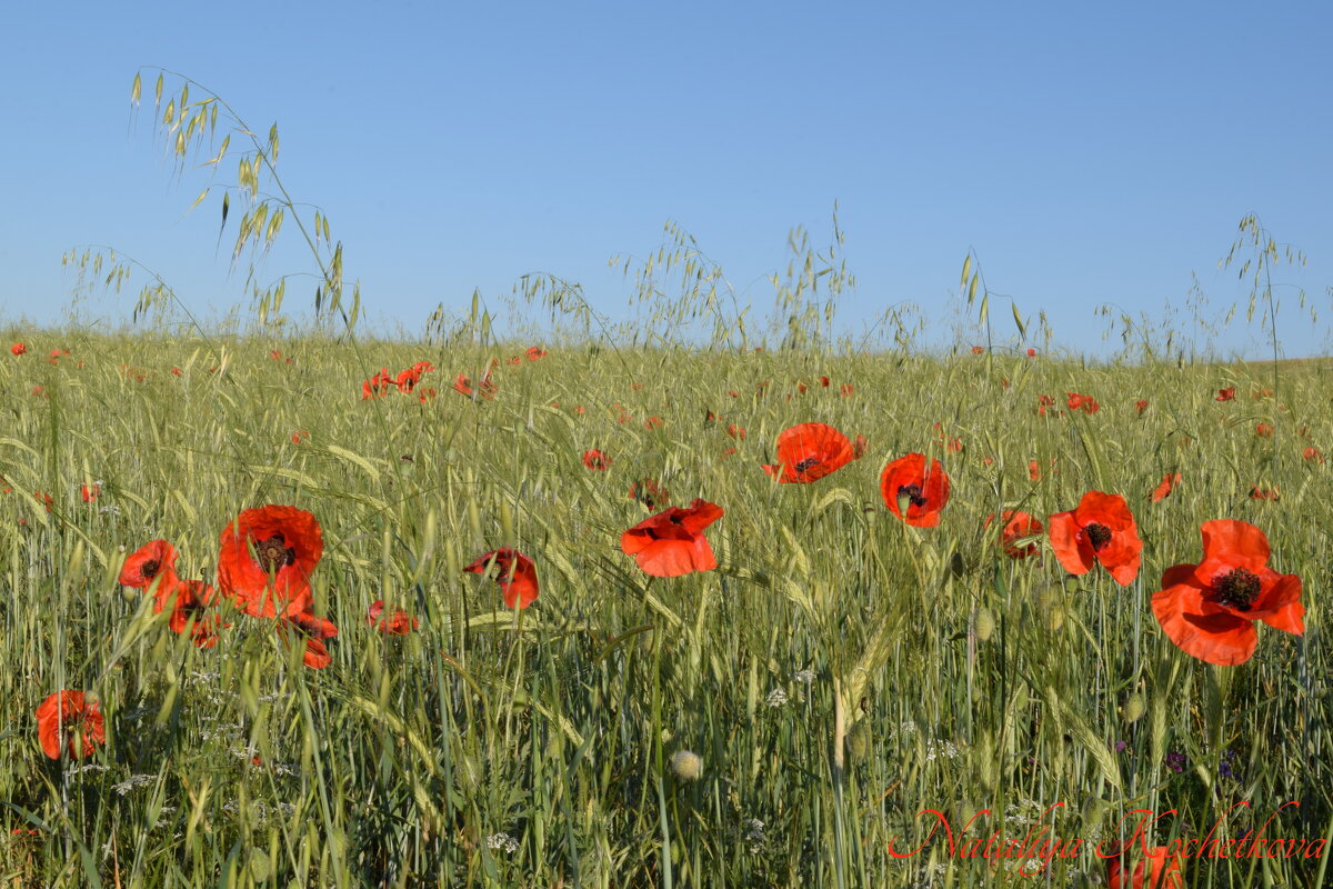Природа Крыма - Amazing Cosmea