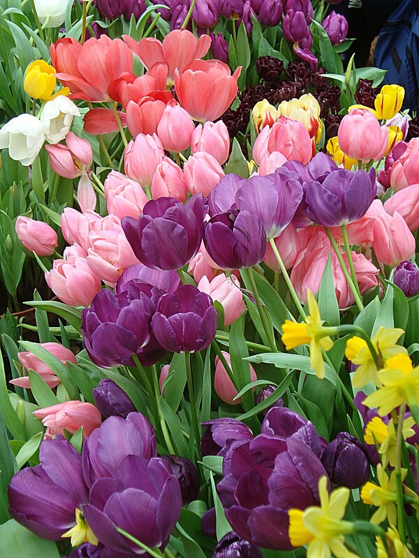 Репетиция Весны 2026 в Аптекарском огороде. Москва - Лидия Бусурина Репетиция Весны 2026 в Аптекарском огороде. Москва - Лидия Бусурина