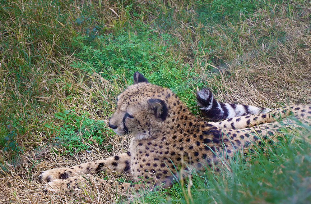 Милая, красивая кошечка... - Галина Ильясова Милая, красивая кошечка... - Галина Ильясова