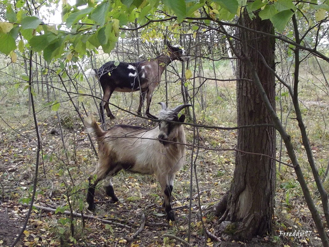 Молодые козлятки - Freddy 97