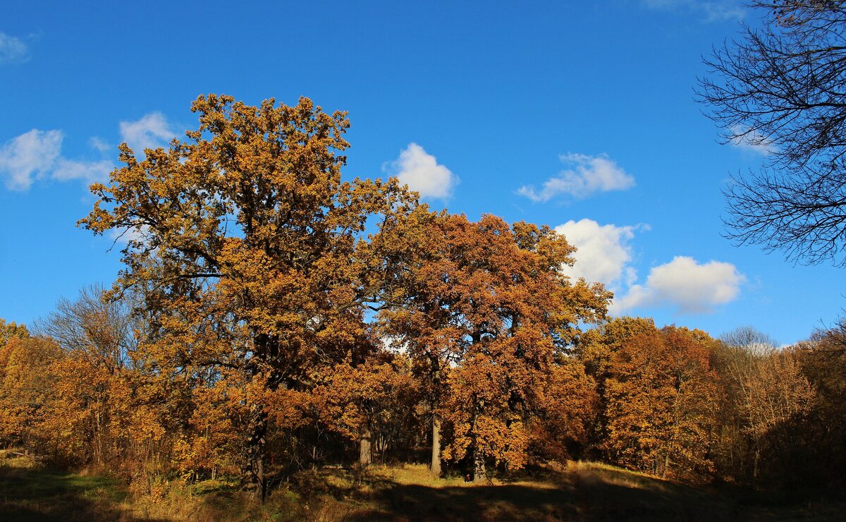 ..Дубы в октябре... - Александр Герасенков