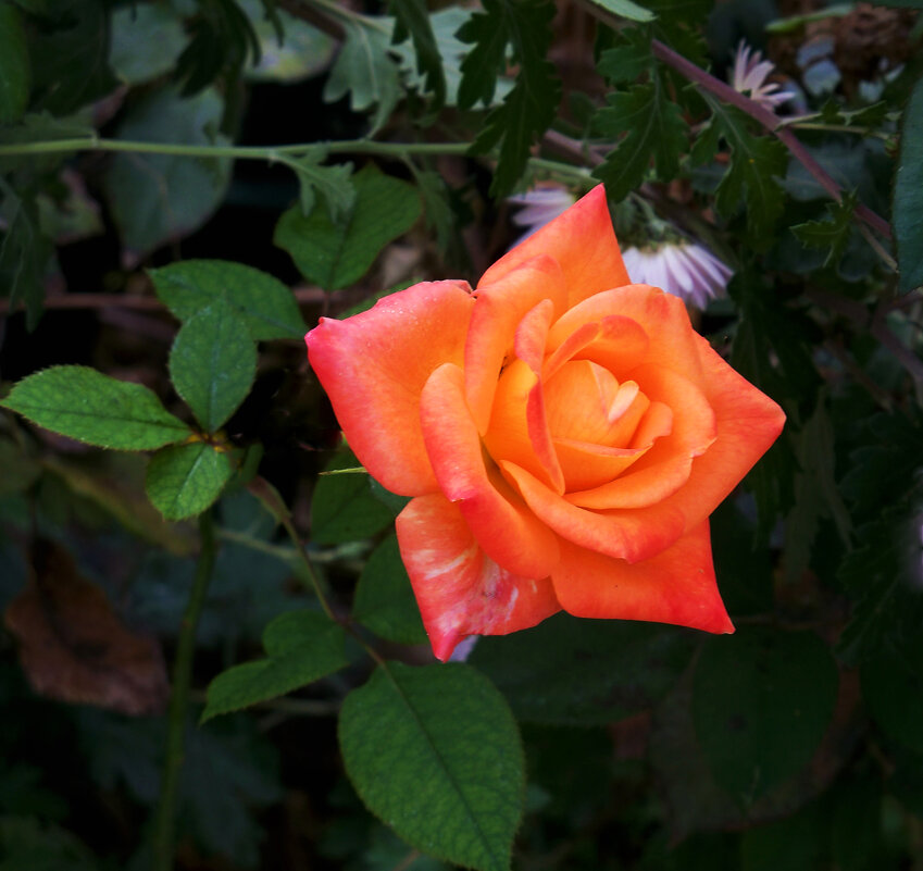 Флорибунда - Валентин Семчишин