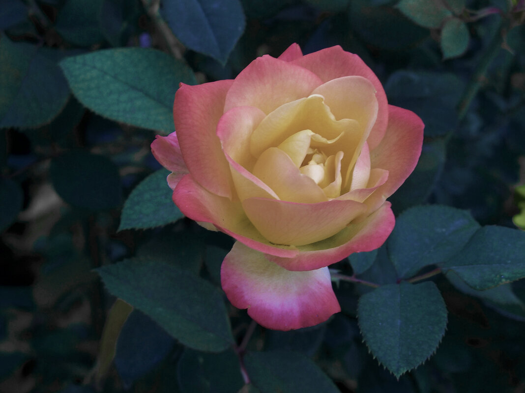 Глория  Дей - Валентин Семчишин