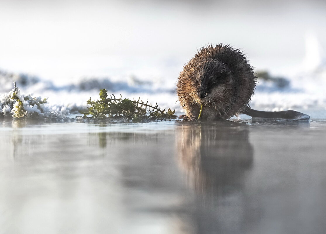 Завтрак ондатры - Марина Фомина. Завтрак ондатры - Марина Фомина.