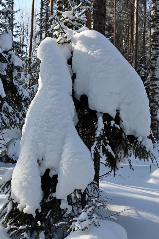 Ёлочка в манто. - ВикТор Быстров