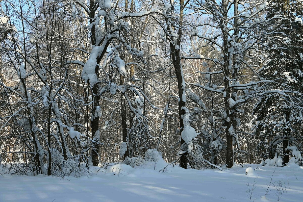 Липы зимой. - ВикТор Быстров