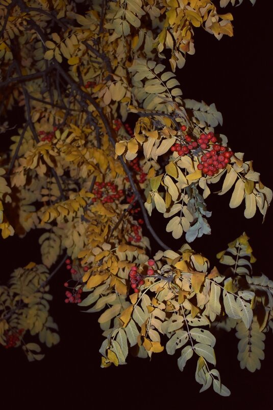 Рябинка - Дарья Шуклина