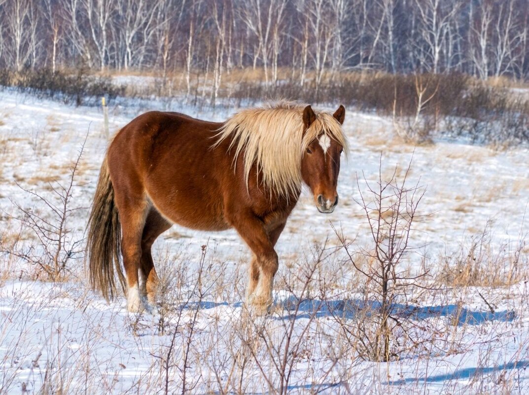 **** - Алексей Мезенцев