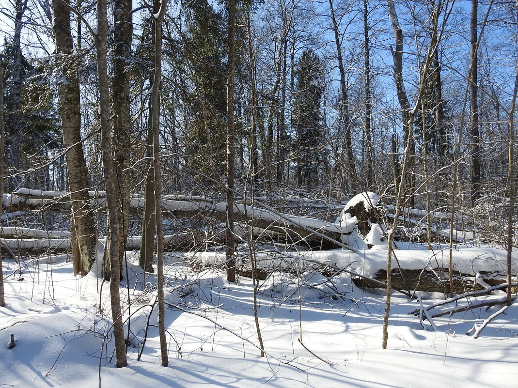 зимние пейзажи - ИННА ПОРОХОВА