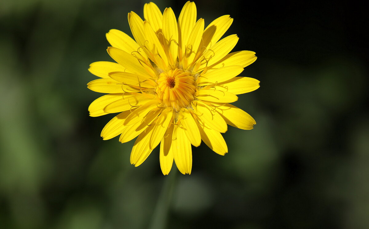 Как солнышко. - Оля Богданович