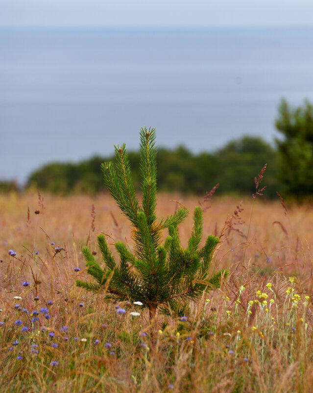 Ёлочка. - Константин Белоногов