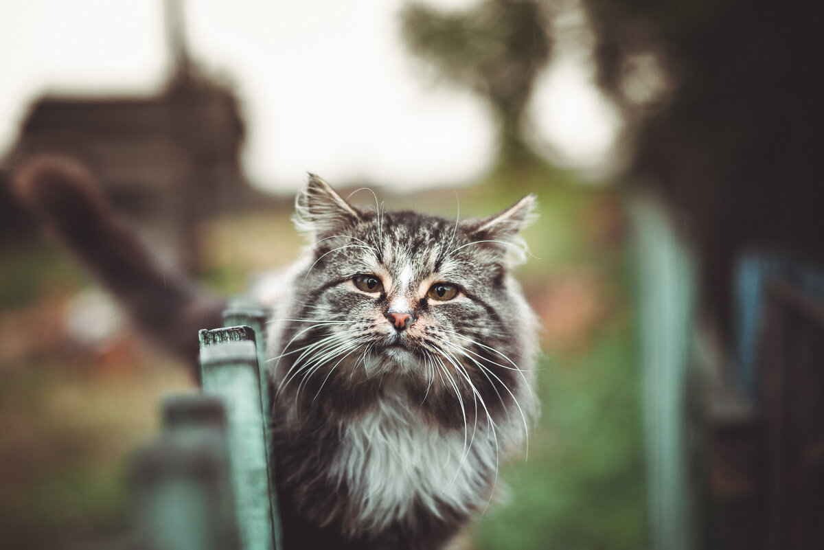 кот учёный - Антон Лихач