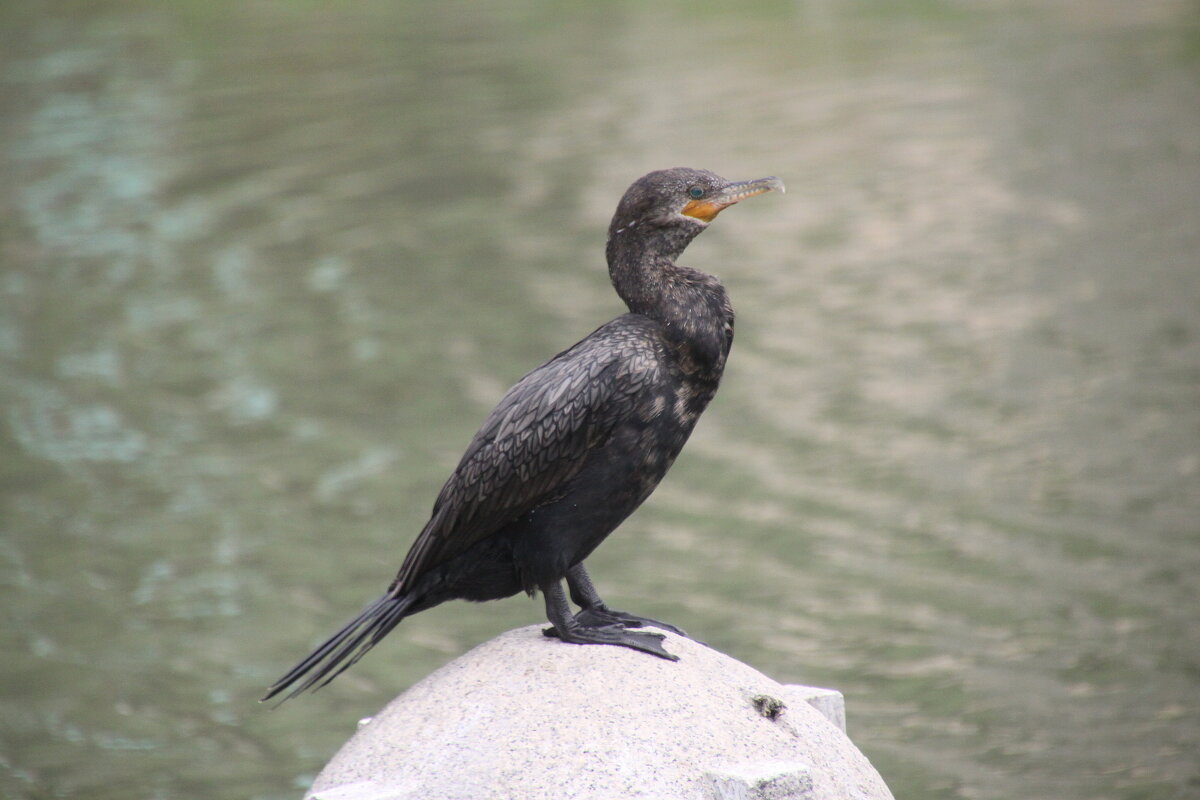 Как меня зовут? - Валентина 