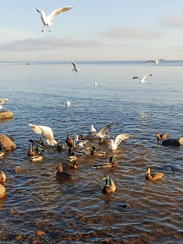 На берегу Финского залива. - Лилия * На берегу Финского залива. - Лилия *