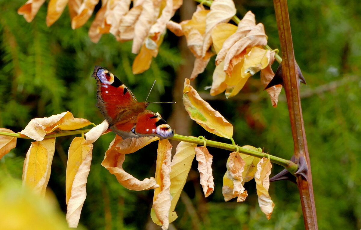 опять про бабочек...497 (павлиний глаз) - Александр Прокудин опять про бабочек...497 (павлиний глаз) - Александр Прокудин