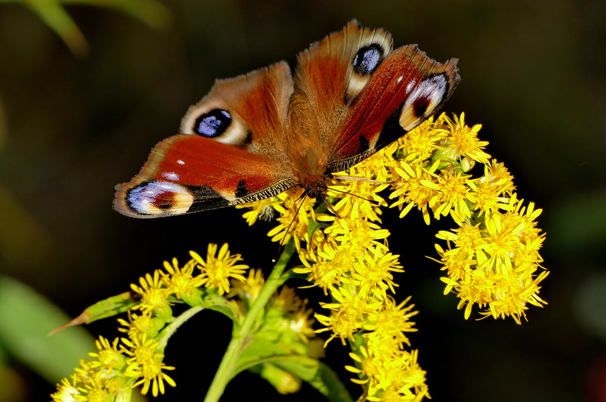 опять про бабочек...499 (павлиний глаз) - Александр Прокудин