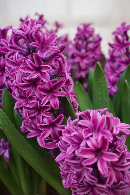 "Репетиция весны" в Аптекарском огороде - Ольга "Репетиция весны" в Аптекарском огороде - Ольга